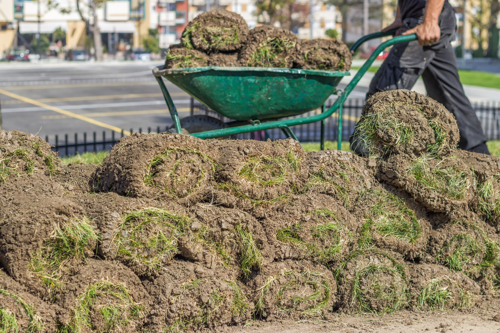 Achieving A Lush Green Lawn: Everything You Need To Know About Sod
